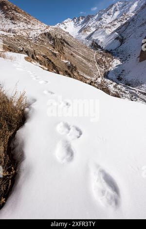 Empreintes de pieds / traces d'un loup (Canis lupus) à travers la neige. Ulley Valley dans l'Himalaya, Ladakh, Inde. Banque D'Images