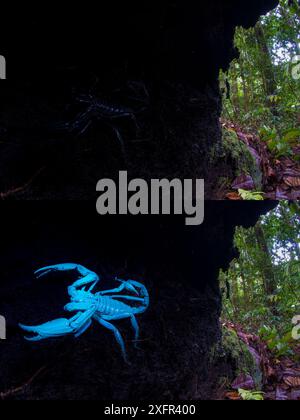 Scorpion géant de la forêt de Bornéo (Heterometrus longimanus) reposant à l'intérieur d'une bûche creuse tombée. Vallée de Danum, Sabah, Bornéo. Photographié à la lumière naturelle, puis éclairé à la lumière UV. Banque D'Images