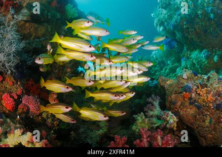 Vivaneaux obèses (Lutjanus lutjanus) scolarisés dans le ravin des récifs coralliens, baie de Triton, près de Kaimana, Papouasie occidentale, Indonésie Banque D'Images