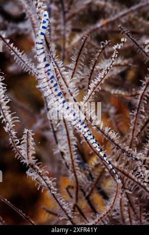 Crevette tozeuma (Tozeuma armatum) baguée sur corail noir (Antipathes sp.), baie de Triton, près de Kaimana, Papouasie occidentale, Indonésie Banque D'Images