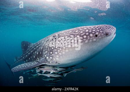 Requin baleine (Rhincodon typus), avec remords (Echeneis naucrates), mai mai, entre la baie de Triton et Kaimana, Papouasie occidentale, Indonésie Banque D'Images