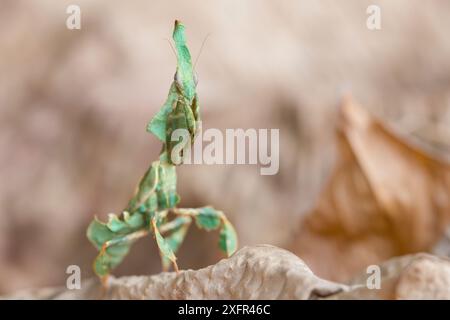 La mante fantôme (Phyllocrania paradoxa) captive se produit en Afrique. Banque D'Images