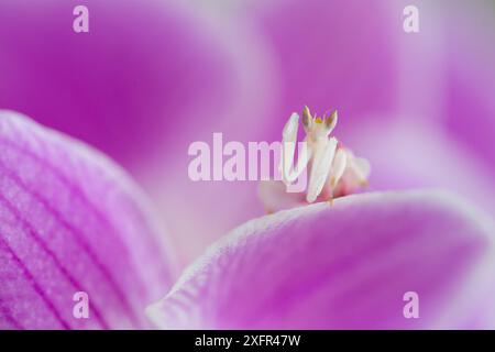 La mante orchidée (Hymenopus coronatus) sur orchidée Phalenopsis, captive, se trouve en Asie du Sud-est. Banque D'Images