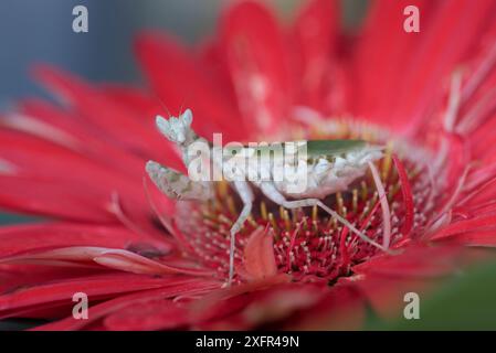 Mantis de fleur indienne (Creobroter gemmatus) sur fleur, captive, Asie indigène. Banque D'Images