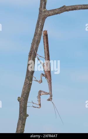 La ratte de brindille africaine (Popa spurca) sur brindille, captive, se trouve en Afrique. Banque D'Images