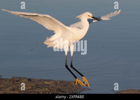 Aigrette enneigée (Egretta thula) effectuant un vol court, le long de la rive de la crique d'eau salée, comté de Pinellas, Floride, États-Unis. Avril. Banque D'Images