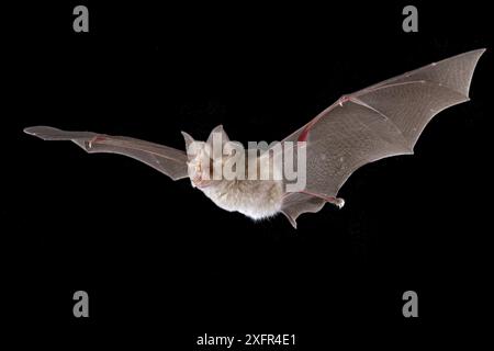 Swinny's Horseshoe (Rhinolophus cf. swinnyi) en vol, Codzo Mazamba, grottes, de Sofala, au Mozambique. Conditions contrôlées Banque D'Images