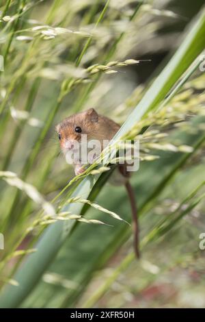 Souris de récolte (Micromys minutus), mâle adulte grimpant et se nourrissant en captivité. Juin. Banque D'Images