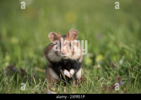 Hamster européen (Cricetus cricetus), adulte avec poches pleines sur les joues. Vienne, Autriche Banque D'Images