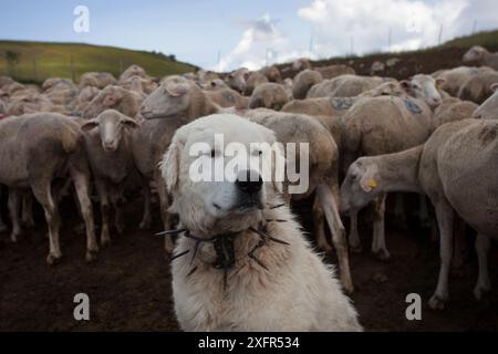 Berger de Maremme traditionnellement anti-usure wolf collier à pointes, connu localement sous le nom de 'vreccale'. Parc National du Gran Sasso, Abruzzes, Italie, juin. Banque D'Images