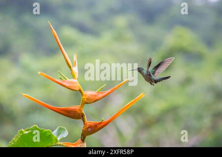 Colibris de race écailleuse (Phaeochroa cuvieri) visitant Heliconia en fleur (Heliconia latispatha), la Selva, Costa Rica. Banque D'Images