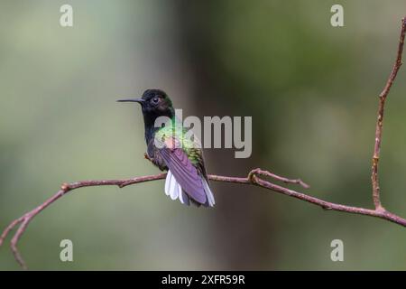 Colibri à ventre noir (Eupherusa nigriventris), Parc national du volcan Poas Costa Rica. Banque D'Images