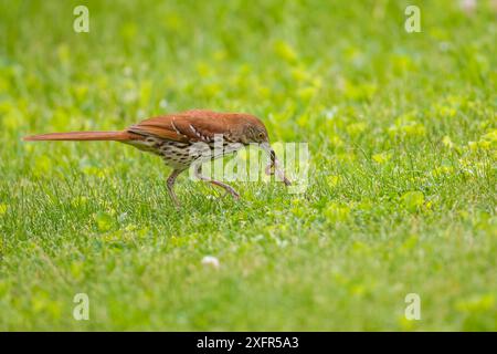 Marron thrasher (Toxostoma rufume) se nourrissant de vers sur la pelouse, Wisconsin, USA. Banque D'Images