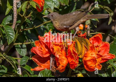 rouge-gorge de couleur argile (Turdus grayi), buvant de la fleur de tulipe africaine (Spathodea campanulata) Costa Rica. Cet arbre est une espèce envahissante. Banque D'Images