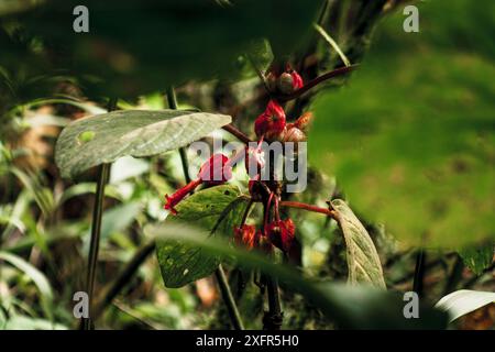 Un gros plan de fleurs rouges vives jetant un œil à travers le feuillage dense de la réserve tropicale de Buenaventura, en Équateur, capturant l'essence de la beauté sauvage Banque D'Images