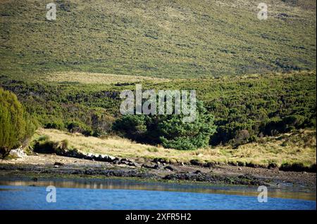 'Arbre le plus long du monde' une épinette de Sitka (Picea sitchensis) qui se trouve à plus de 200 km de l'arbre le plus proche (îles d'Auckland) Campbell Island Nouvelle-Zélande, site classé au patrimoine mondial de l'UNESCO, mars 2014. Récemment, cet arbre a été découvert pour enregistrer le début de l'ère géologique de l'Anthropocène. Les scientifiques ont découvert des sauts dans les traces radioactives dans les anneaux datant de 1965, en raison de l'augmentation des essais de bombes nucléaires dans les années 1950-1960 Banque D'Images