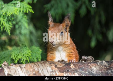 Écureuil roux d’Eurasie (Sciurus vulgaris), se nourrissant de graines en cône, Plas Newydd, Anglesey, pays de Galles, Royaume-Uni, septembre. Banque D'Images