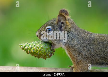 Collecte de l'écureuil roux (Tamiasciurus hudsonicus), Douglas (Pseudotsuga menziesii) cônes, Montana, États-Unis. Banque D'Images