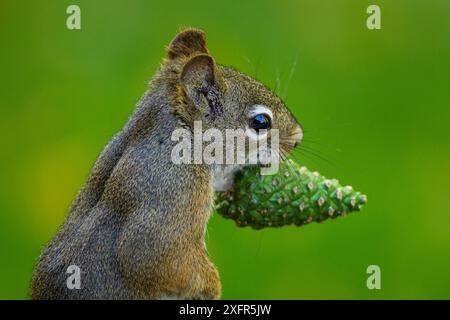 Collecte de l'écureuil roux (Tamiasciurus hudsonicus), Douglas (Pseudotsuga menziesii) cônes, Montana, États-Unis. Septembre. Banque D'Images