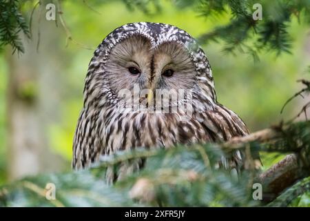 Hibou de l'Oural (Strix uralensis) Parc national de la forêt bavaroise, Allemagne, mai. Captif. Banque D'Images