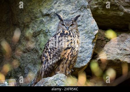 Hibou aigle (Bubo bubo) Parc national de la forêt de Bavière, Allemagne, captif. Banque D'Images