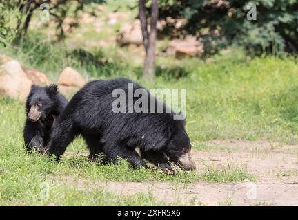 Ours paresseux (Melursus ursinus) mère et ourson, sanctuaire d'ours Daroiji, Karnataka, Inde. Banque D'Images