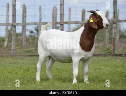 Belles chèvres Boer femelles à la ferme Banque D'Images