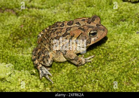 Crapaud austral (Anaxyrus terrestris) Floride, États-Unis, août. Conditions contrôlées. Banque D'Images