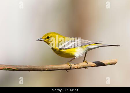 Paruline (Dendroica pinus) mâle, Floride du Nord, États-Unis, février. Banque D'Images