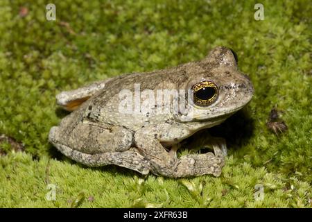 Grenouille grise de Cope (Hyla chrysoscelis) Floride occidentale, États-Unis, août. Banque D'Images