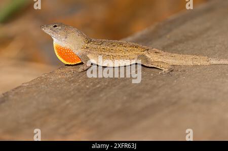 Anole brun (Anolis sagrei) affichant une couche de rosée, Floride du Nord, USA, juillet. Espèces introduites. Banque D'Images