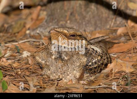 Femelle fouet-pauvre-Will (Caprimulgus vociferus) sur nid, Floride du Nord, États-Unis Banque D'Images