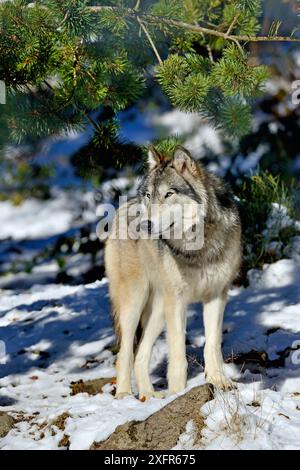 Le loup du nord-ouest (Canis lupus occidentalis) est captif dans le nord-ouest des États-Unis et au Canada. Banque D'Images