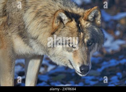 Portrait de loup du nord-ouest (Canis lupus occidentalis), captif se trouve dans le nord-ouest des États-Unis et au Canada. Banque D'Images