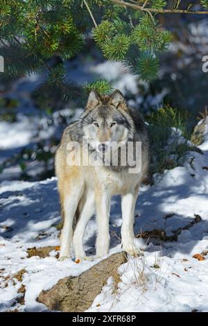 Le loup du nord-ouest (Canis lupus occidentalis) est captif dans le nord-ouest des États-Unis et au Canada. Banque D'Images