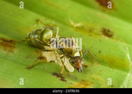 Fourmi de tisserand (Oecophylla smaragdina) reine avec une couvée d'œufs,. Sandakan, Sabah, Bornéo malaisien Banque D'Images