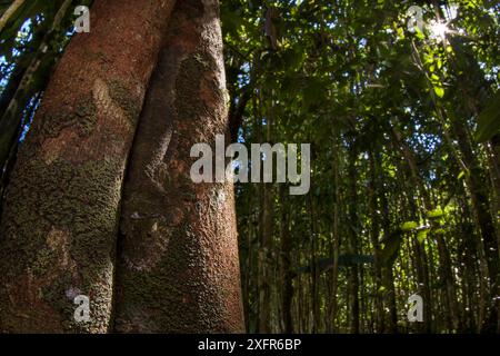 Gecko moussue à queue de feuille (Uroplatus sikorae) camouflé sur tronc d'arbre, Madagascar Banque D'Images
