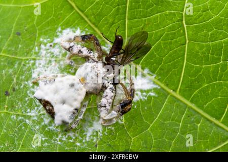 Araignée à oiseaux (Phrynarachne decipiens), cette araignée est une excrétion imitant elle-même, et ajoute également des proies mortes à la toile pour augmenter l'apparence de la excrétion, Poring Hot Springs, Sarawak, Bornéo Banque D'Images