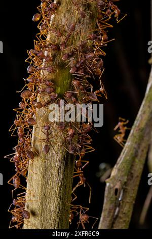 Fourmis de tisserand (Oecophylla smaragdina) buvant de la sève d'arbre, Sabah, Bornéo malaisien. Banque D'Images