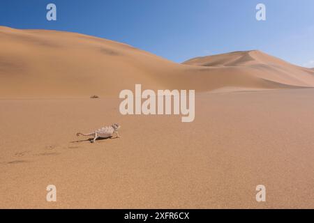 Caméléon de Namaqua (Chamaeleo namaquensis) dans les dunes du désert, Swakopmund, Namibie. Banque D'Images
