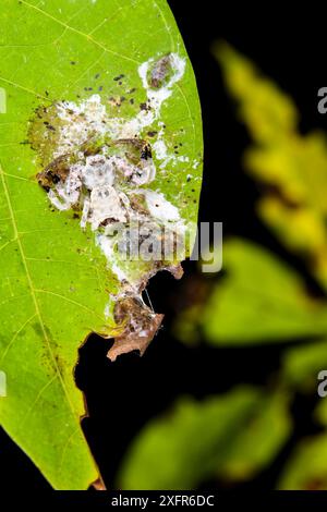 Araignée à oiseaux (Phrynarachne decipiens), cette araignée est une excrétion imitant elle-même, et ajoute également des proies mortes à la toile pour augmenter l'apparence de la excrétion, Poring Hot Springs, Sarawak, Bornéo Banque D'Images