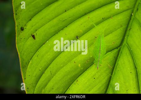 Katydid à tête conique (Copiphora cornuta) camouflé sur feuille de couleur claire, Pérou Banque D'Images