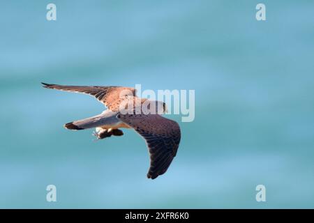 Kestrel (Falco tinnunculus) survolant la mer avec des proies de campagnard à queue courte (Microtus agrestis), capturées dans les prairies côtières, Cornouailles, Royaume-Uni, avril. Banque D'Images