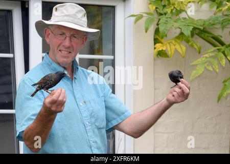 Deux étourneaux communs (Sturnus vulgaris), habitués dès leur plus jeune âge, perchés sur les mains d'un homme, Milton, Cambridge, Royaume-Uni, juillet. Autorisation du modèle et de la propriété. Banque D'Images