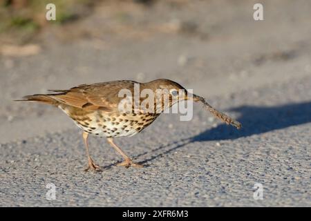 Grive de chant (Turdus philomelos) manipulant des proies chenillées poilues sur le bord de la route, la jetant vers le bas à plusieurs reprises avant de la manger, Cornwall, Royaume-Uni, avril. Banque D'Images