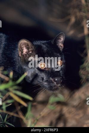 Temminck ou chat doré asiatique (Pardofelis temmincki) captif, se trouve en Asie du Sud-est. Phase noire, Forestry Department Wildlife Rescue Centre, Thaïlande. Banque D'Images