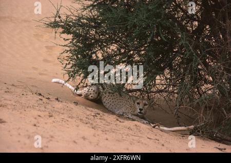 Guépard (Acinonyx jubatus) reposant sous l'acacia (Vachellia tortilis) Tenere, Sahara, Niger. Banque D'Images