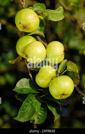 Pommes de crabe (Malus sylvestris) poussant dans la haie, Berwickshire, Écosse, octobre. Banque D'Images