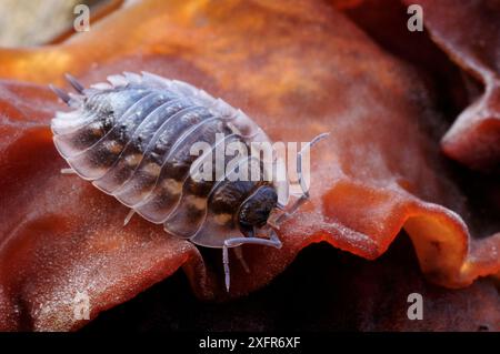 Louse commune / brillante (Oniscus asellus) sur gelée / champignon de l'oreille juive (Auricularia auricula-judae) Berwickshire, Écosse, février. Banque D'Images