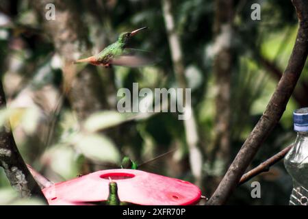 Un colibri vibrant capturé en plein vol près d'une mangeoire rouge dans la réserve tropicale de Buenaventura, Équateur. Parfait pour le phot animée et dynamique de la faune Banque D'Images